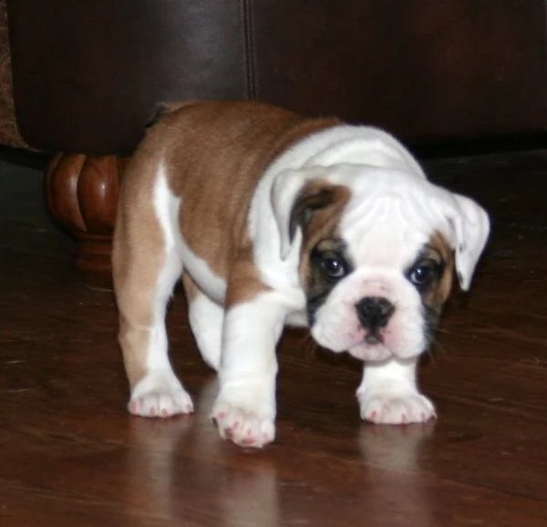 cucciolo di bulldog maschio e femmina | Foto 1
