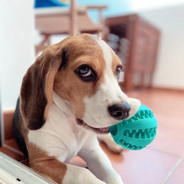 meraviglioso regalo di beagle  cuccioli di beagle ottimo pedigree, già vaccinati, sverminati e dotat