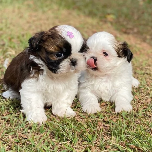 regalo bellissimi cuccioli allevati shih-tzu, colore bianco e nero. due e una feminuccia maschietti.