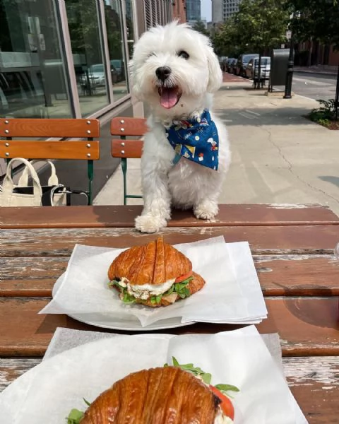 solo 6 settimane da quando questo adorabile cucciolo di maltese, è stato partorito nella nostra fami