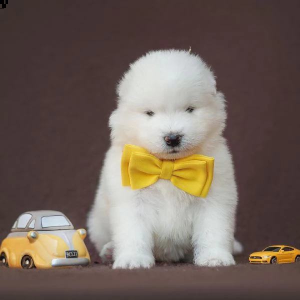 molto urgente !!! regalo samoiedo cuccioli belli e simpatici. maschio e femmina pronti per una casa 