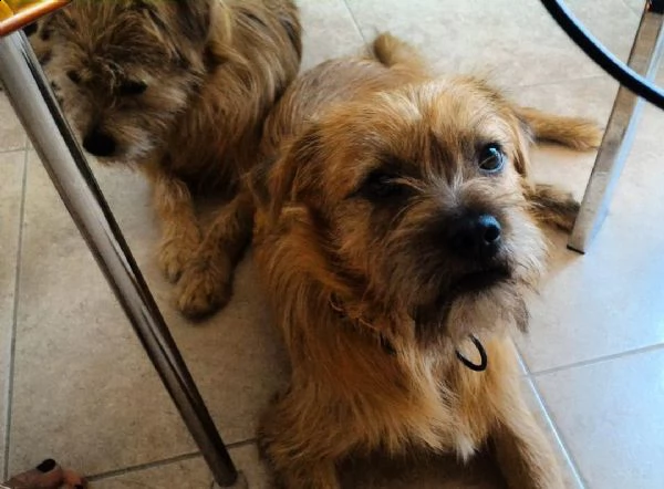 regalo cuccioli di razza meticco consegna con il libretto sanitario,  il michrochip, vaccinati e sve