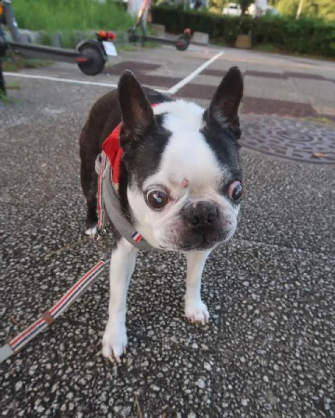 solo 6 settimane da quando questo adorabile cucciolo di boston terrier, è stato partorito nella nost