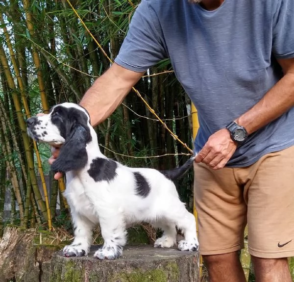 cucciolo di pomerania di 7 settimane, vaccinato microchippato, bellissimo esemplare, altezza al garr