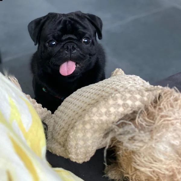 regalo cuccioli calino i cuccioli vengono consegnati con svezzamento , primo vaccino, libretto sanit