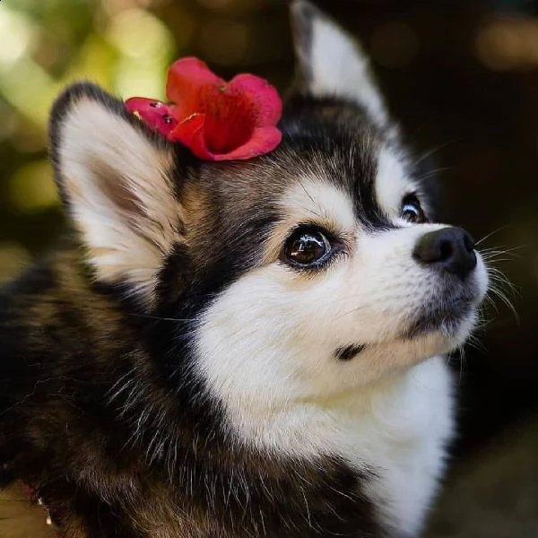 regalo cuccioli siberiano husky bellissimi cuccioli di siberiano husky di prima scelta in pronta con
