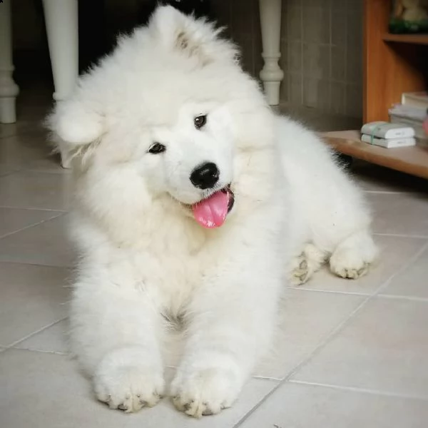 regalo cuccioli samoiedo i cuccioli vengono consegnati con svezzamento , primo vaccino, libretto san