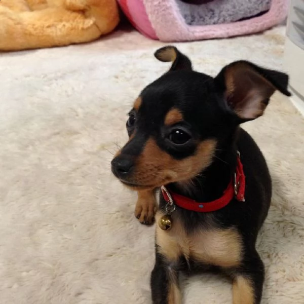 davvero ottimi i miei bei cuccioli di pinscher in termini di giochi.  già vaccinato e disponibile pe