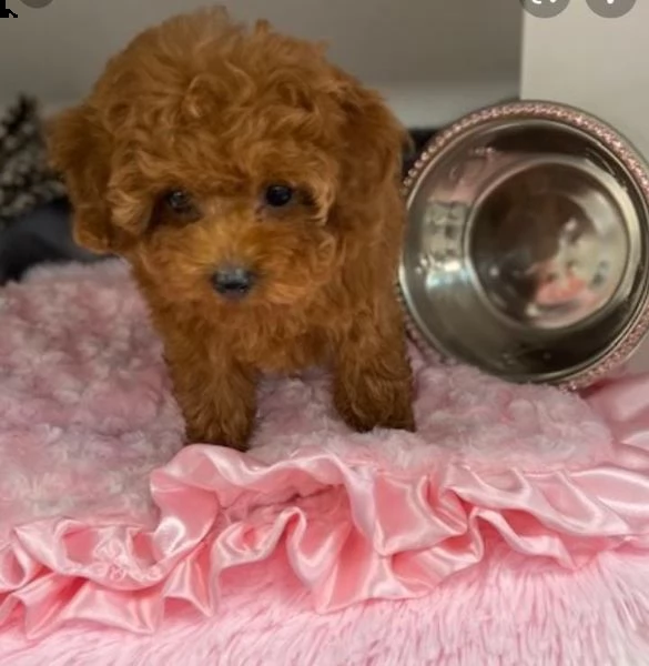 regalo barboncino toy...