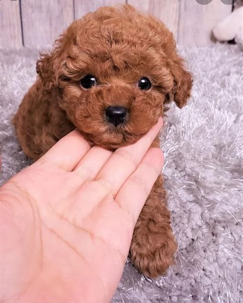 regalo barboncino toy... | Foto 0