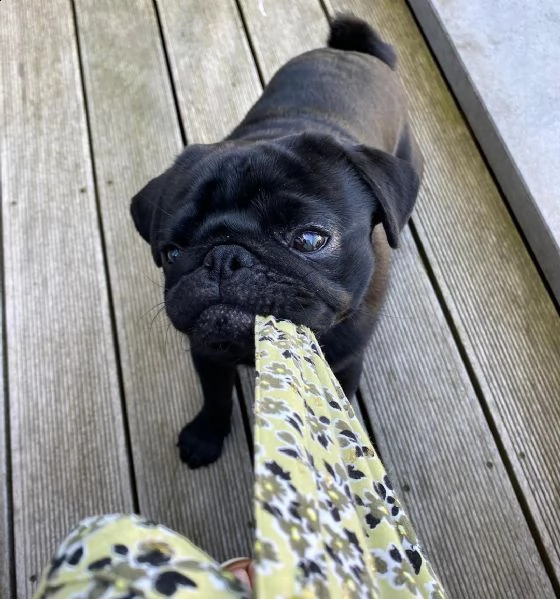 regalo cuccioli di calino bellissimi cuccioli disponibili, carattere adorabile ,sono docili ed affet