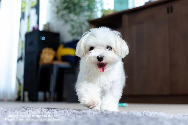 regalo cuccioli maltese i cuccioli vengono consegnati con svezzamento , primo vaccino, libretto sani