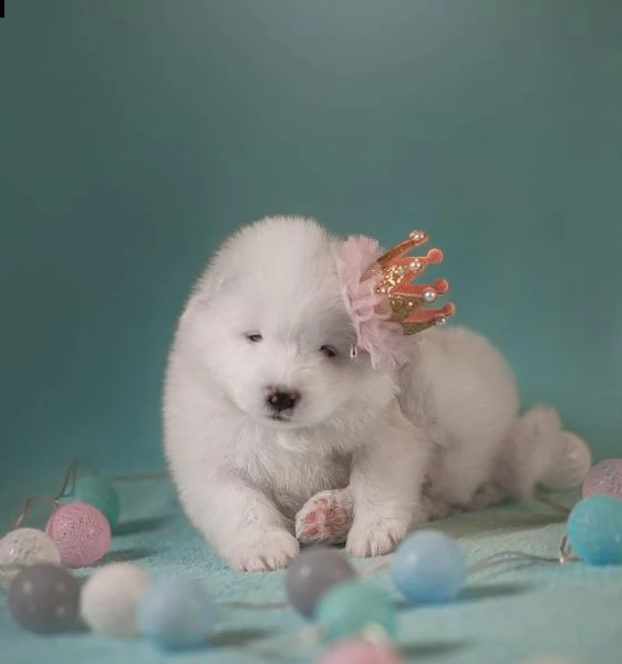 regalo cuccioli samoiedo i cuccioli vengono consegnati con svezzamento , primo vaccino, libretto san