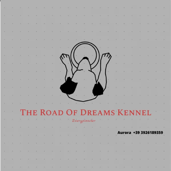 pinscher nano cuccioli