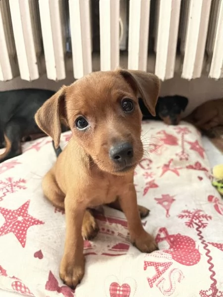 pinscher nano cuccioli | Foto 4