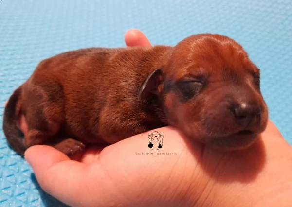 pinscher nano cuccioli | Foto 3