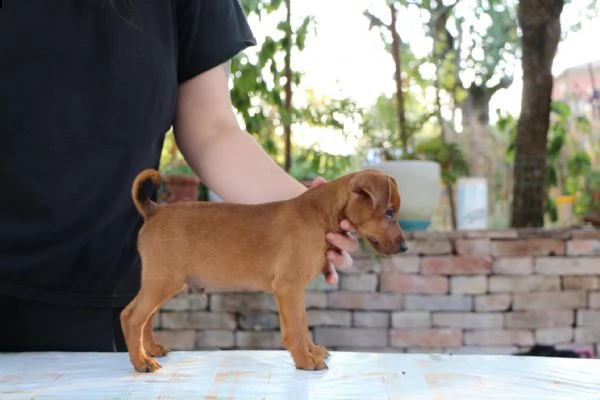 pinscher nano cuccioli | Foto 1