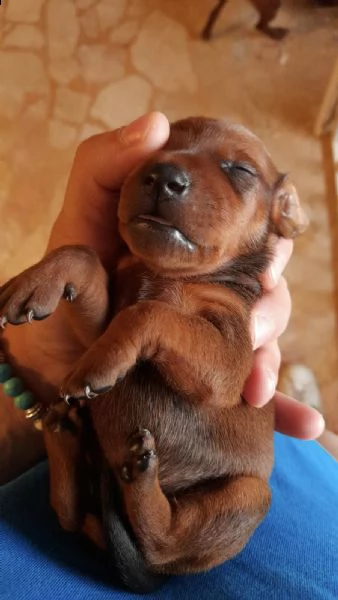 pinscher nano cuccioli | Foto 0