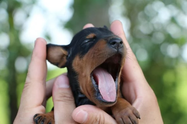 pinscher nano