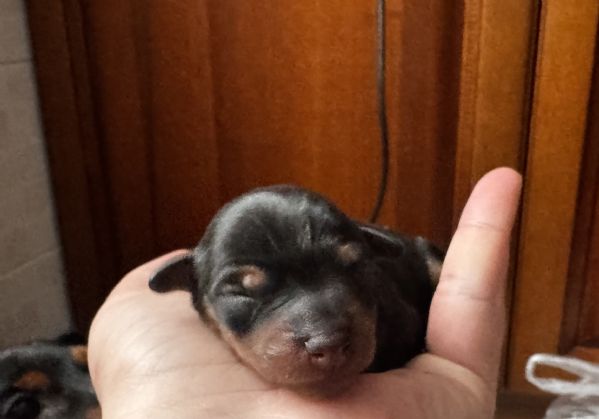 Pinscher nano | Foto 6