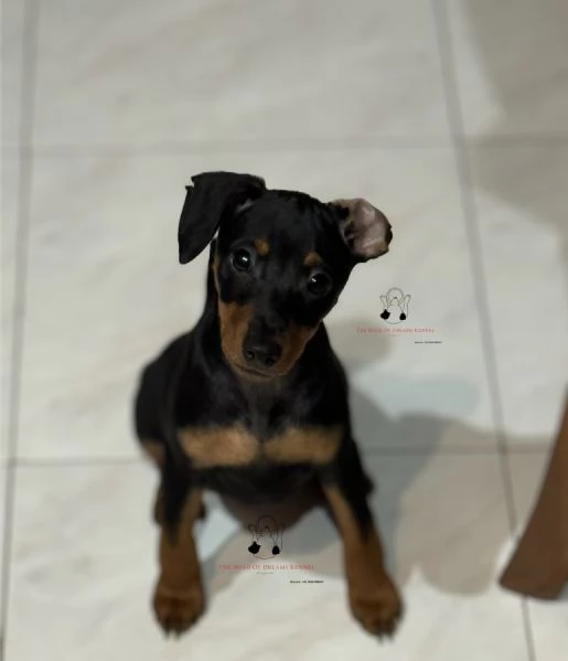 Pinscher nano | Foto 3
