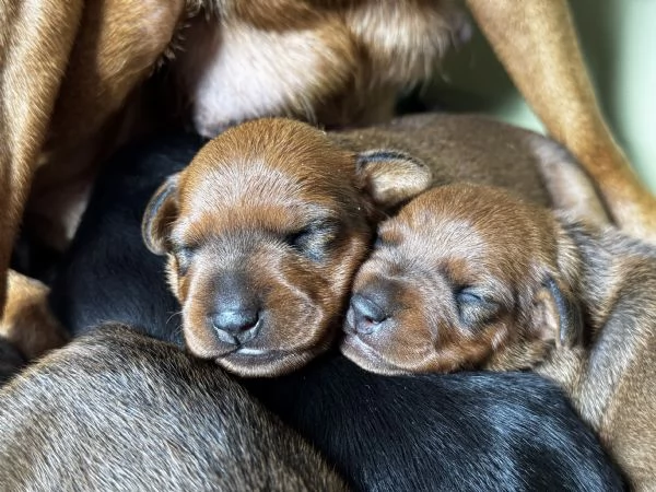 Pinscher nano | Foto 1
