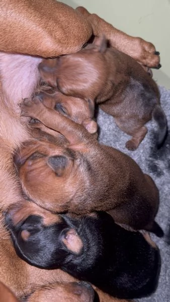 Pinscher nano | Foto 0