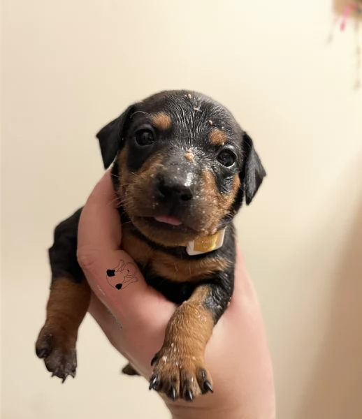 Pinscher nano | Foto 6