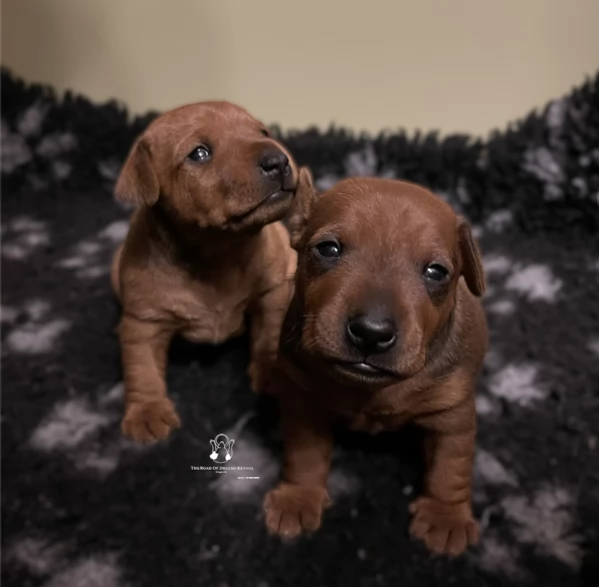 Pinscher nano | Foto 5