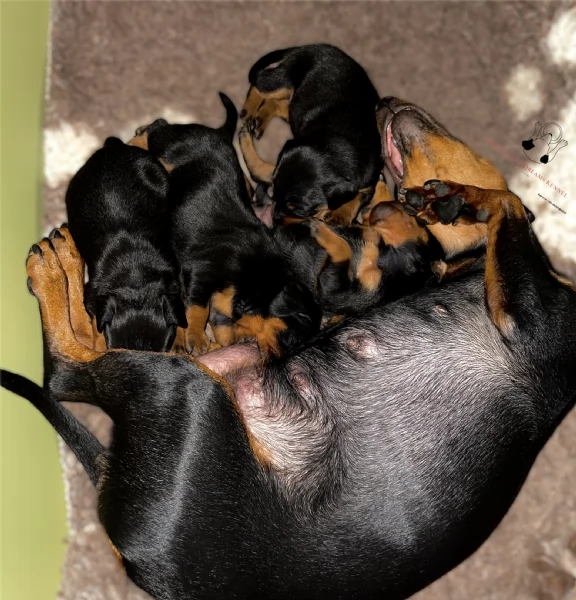 Pinscher nano | Foto 4