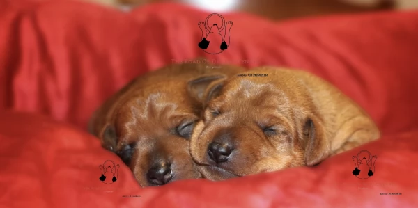 Pinscher nano | Foto 3