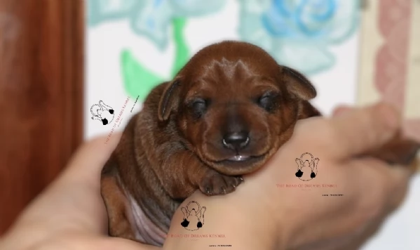 Pinscher nano | Foto 2