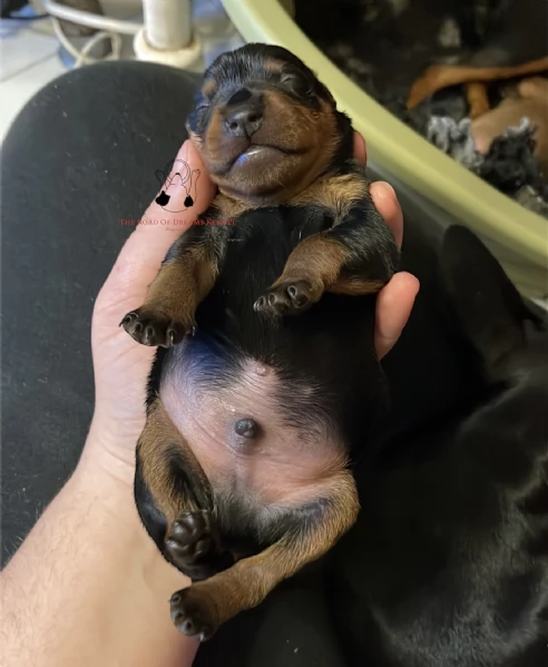 Pinscher nano | Foto 1