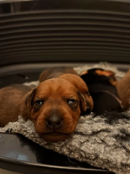 Pinscher nano | Foto 1