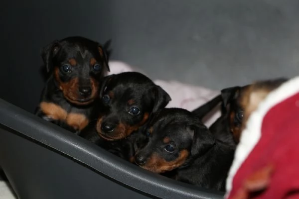 Pinscher nano 