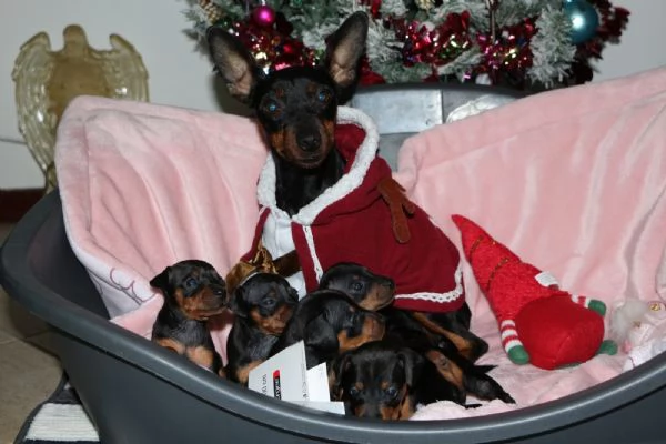 Pinscher nano  | Foto 2