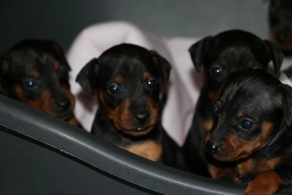 Pinscher nano  | Foto 1