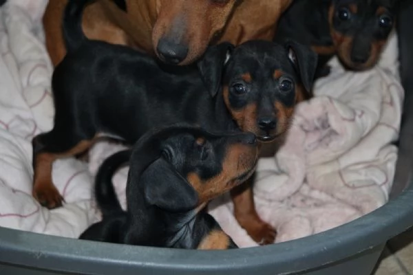 Pinscher nano  | Foto 0