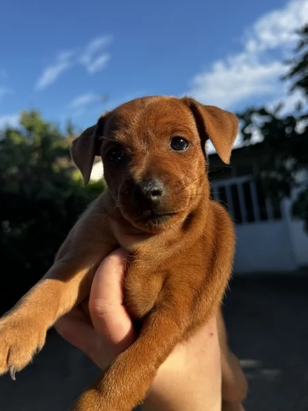 Pinscher nano femmina 