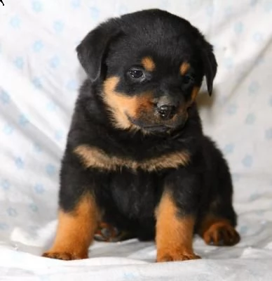 adorabili cuccioli di rottweiler