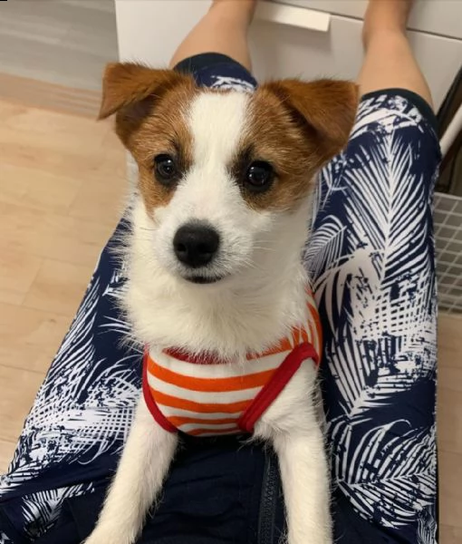 simpatico adorabile cucciolo in adozione