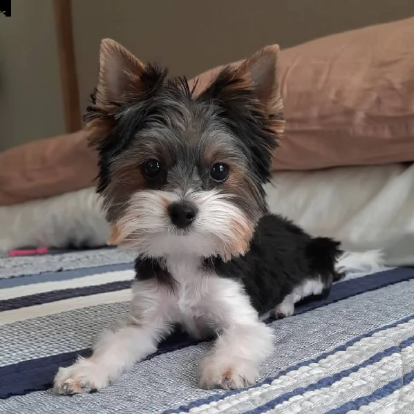 cucciolo di yorkie adorabile tazza da tè