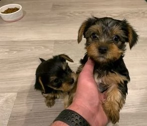 2 cuccioli di yorkie hanno bisogno di una nuova casa