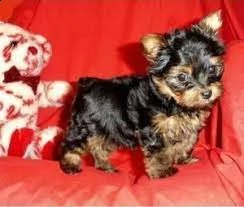 simpatici cuccioli di yorkie 5 purosangue 100%