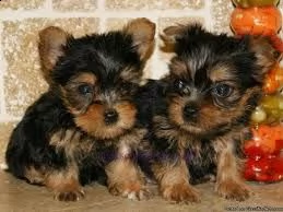 cuccioli di yorkie
