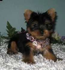 02 cuccioli di yorkie