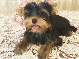 cuccioli di razza minuscola yorkie