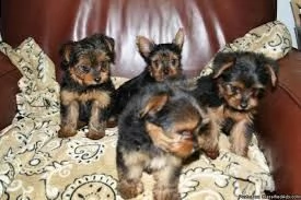 22 cuccioli di razza minuscola yorkie