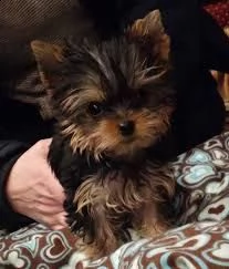 cuccioli di yorkie maschi e femmine