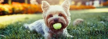 6 cuccioli di yorkie maschi e femmine